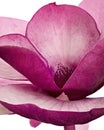 Purple magnolia flower, Magnolia felix isolated on white background, with clipping path