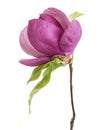 Purple magnolia flower, Magnolia felix isolated on white background, with clipping path Royalty Free Stock Photo