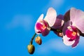 Purple magnolia flowers