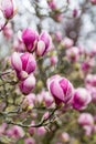 Purple magnolia flowers blooming in spring time Royalty Free Stock Photo