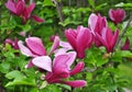 Purple magnolia Magnolia liliiflora Royalty Free Stock Photo