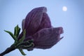 Purple magnolia under the moon