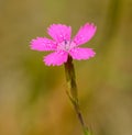 Purple maiden pink dianthus deltoides flower Royalty Free Stock Photo