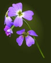 Purple Malcolmia maritima Virginia stock inflorescence