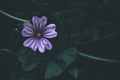 Purple Mallow flower