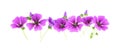 Purple mallow flowers isolated on white background. Mallow sylvestris Royalty Free Stock Photo