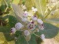 Purple mandar flowers in farm Royalty Free Stock Photo