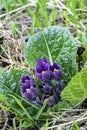 Purple Mandragora flowers among green leaves close-up on a blurred background. Autumn mandrake