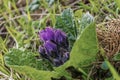 Purple Mandragora flowers among green leaves close-up on a blurred background. Autumn mandrake