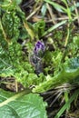 Purple Mandragora flowers among green leaves close-up on a blurred background. Autumn mandrake