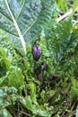 Purple Mandragora flowers among green leaves close-up on a blurred background. Autumn mandrake