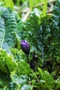 Purple Mandragora flowers among green leaves close-up on a blurred background. Autumn mandrake