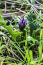 Purple Mandragora flowers among green leaves close-up on a blurred background. Autumn mandrake