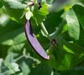 Purple mangetout pod - shiraz Royalty Free Stock Photo