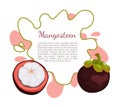 Purple Mangosteen Exotic Juicy Fruit Vector Poster