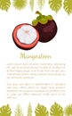 Purple Mangosteen Exotic Juicy Fruit Vector Poster