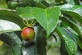 Purple Mangosteen Fruit in Tree