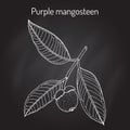 Purple mangosteen Garcinia mangostana , eatable and medicinal plant