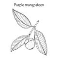 Purple mangosteen Garcinia mangostana , eatable and medicinal plant