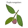 Purple mangosteen Garcinia mangostana , eatable and medicinal plant