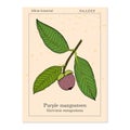 Purple mangosteen Garcinia mangostana , eatable and medicinal plant