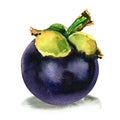 Purple mangosteen, Garcinia mangostana, ripe tropical whole fruit isolated, watercolor illustration on white