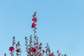 Purple manuka tree flowers against blue sky