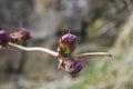 Purple maple bud.