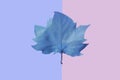 Purple maple leaf on blue and pink background background, close-up. Autumn Arrives. Fall Background. Flat lay Royalty Free Stock Photo