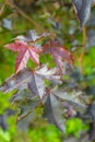 Purple maple leaves. Autumn backgrond. Close-up. Vertical shot