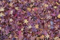 Purple maple leaves on ground during autumn season