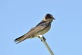 Purple Martin Royalty Free Stock Photo