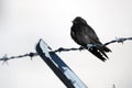 Purple Martin bird perched on barbed wire fence, Georgia Royalty Free Stock Photo