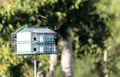 Purple martin birds Progne subis fly and perch around a birdhouse