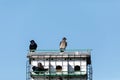 Purple martin birds Progne subis fly and perch around a birdhouse