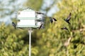 Purple martin birds Progne subis fly and perch on a house over a pond