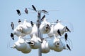 Purple Martin Colony Royalty Free Stock Photo