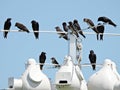 Purple Martins (Progne subis)