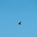 Purple martin flying in the sky