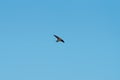 Purple martin flying in the sky