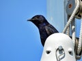 Purple Martin (Progne subis)