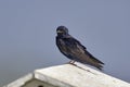 Male Purple Martin (Progne subis)