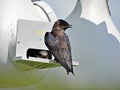 Purple Martin (Progne subis)