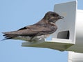 Purple Martin (Progne subis)