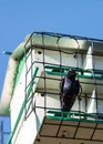 Purple martin Progne subis bird in a birdhouse