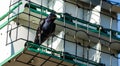 Purple martin Progne subis bird in a birdhouse