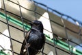 Purple martin Progne subis bird in a birdhouse