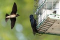 Purple martin Progne subis birds cluster into a bird house