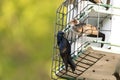 Purple martin Progne subis birds cluster into a bird house