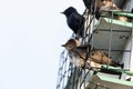 Purple martin Progne subis birds cluster into a bird house